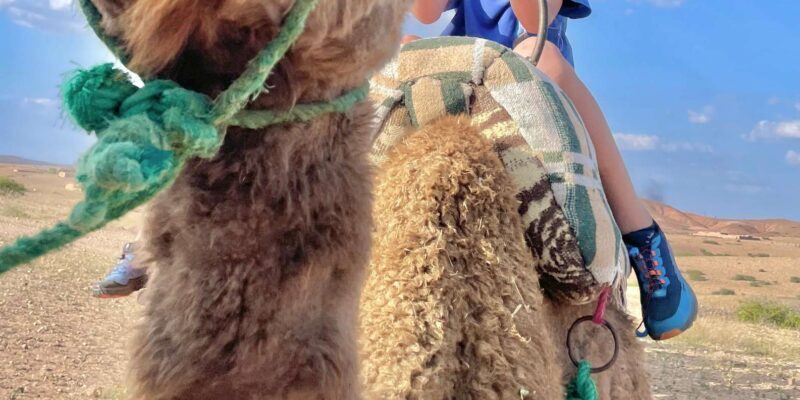 Evening Marrakech: Agafay Desert Quad , Camel & Dinner Shows - Key Points