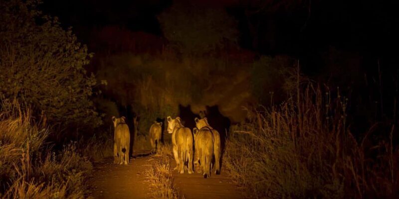 Evening Pilanesberg Night Safari Tour from Sun City - Key Points