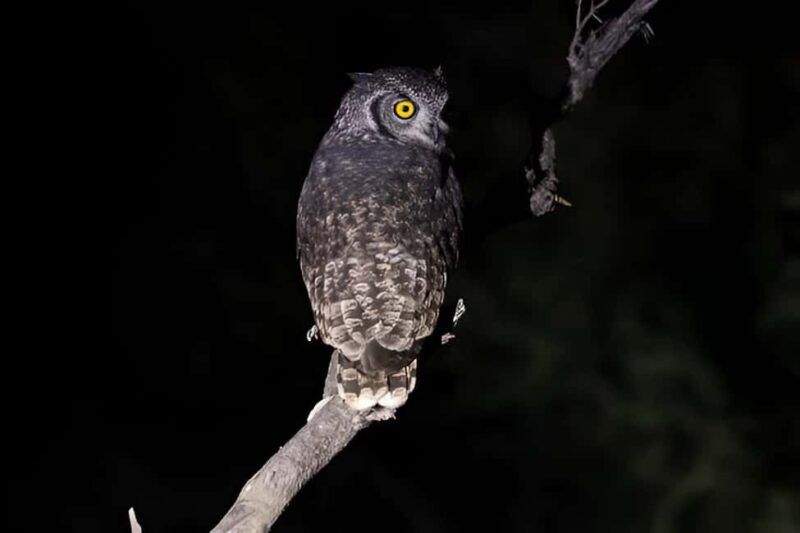 Evening Pilanesberg Night Safari Tour from Sun City - What to Expect During Your Night Safari