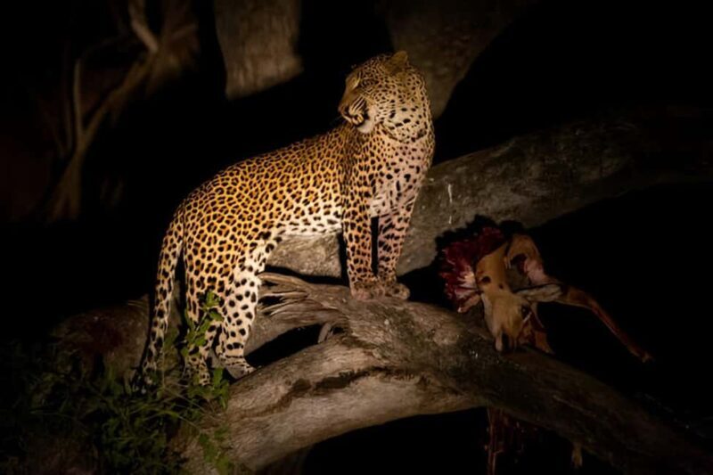 Evening Pilanesberg Night Safari Tour from Sun City - Additional Insights from Guest Experiences