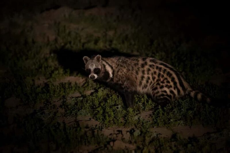 Evening Pilanesberg Night Safari Tour from Sun City - Practical Details and Tips