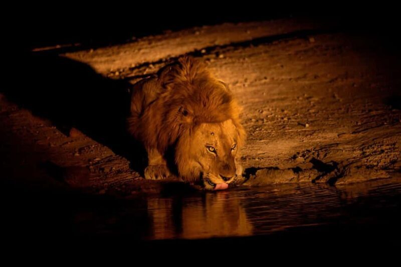 Evening Pilanesberg Night Safari Tour from Sun City - Who Would Love This Tour?