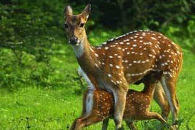 Evening Private Tour Safari at Yala National Park - What to Expect on the Tour