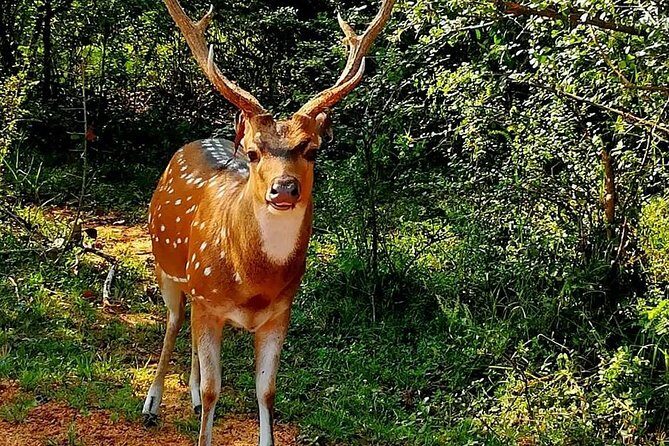 Evening Private Tour Safari at Yala National Park - The Value of the Experience