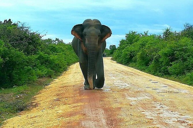 Evening Private Tour Safari at Yala National Park - Transport, Timing, and Practical Considerations