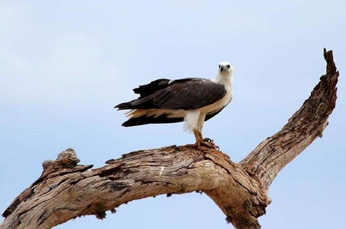 Evening Private Tour Safari at Yala National Park - Authentic Experiences and Review Highlights