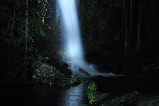 Evening Rainforest & Glow Worm Tour from Gold Coast - An In-Depth Look at the Tour Experience