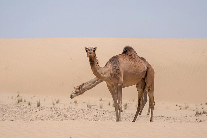Evening Red Dunes Desert Safari In Dubai - FAQ