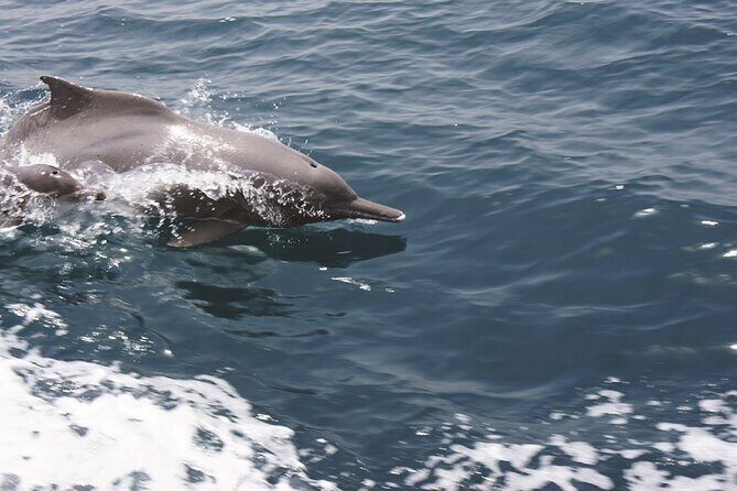 Evening Sunset Dhow Cruise Tour - Muscat - Who Is This Tour Best For?  