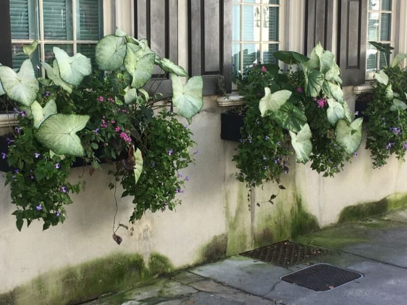 Evening Walking History Tour - Exploring Charleston’s Past on an Evening Walking Tour