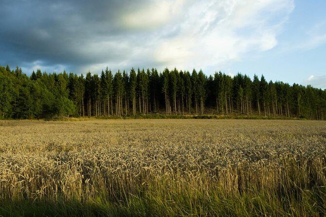 Evening Wildlife Safari from Stockholm - What to Expect from the Wildlife Safari