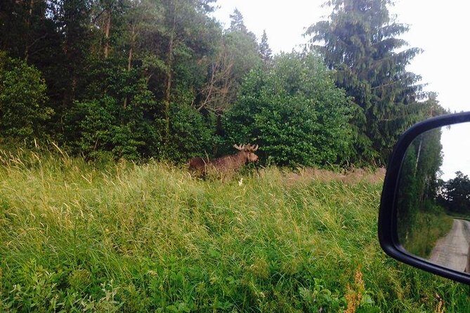 Evening Wildlife Safari from Stockholm - Evaluating the Value and Cost