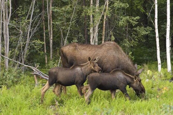 Evening Wildlife Safari from Stockholm - FAQ