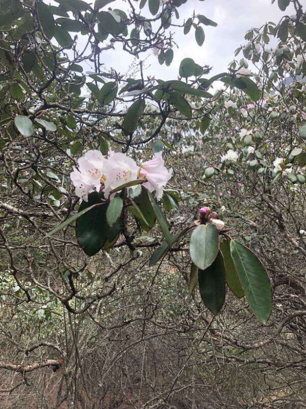 everest-base-camp-trek-12-days-3