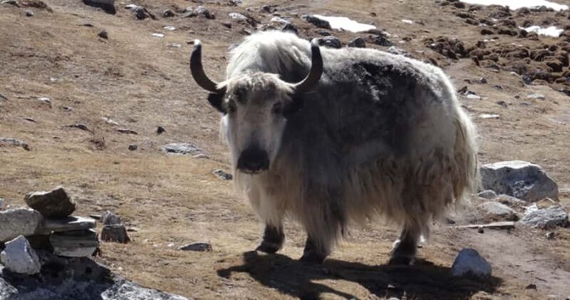 Everest Base Camp Trekking - The Guides and Experience