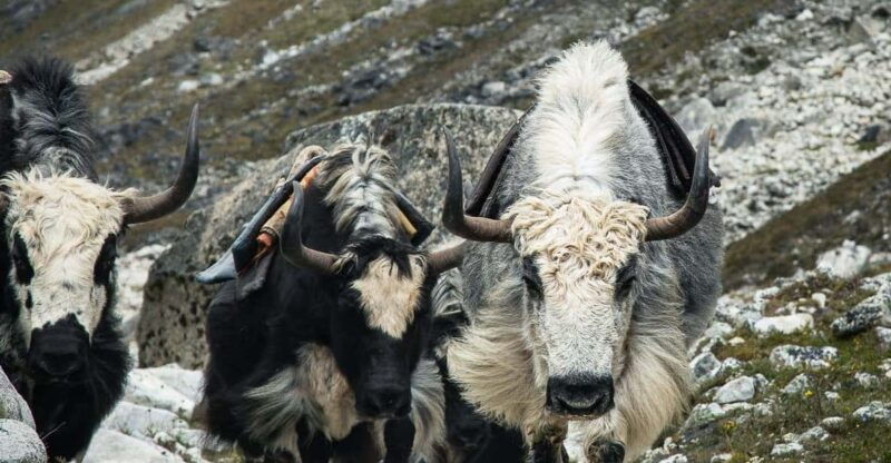 everest-panorama-trek-natures-grandeur-in-every-step