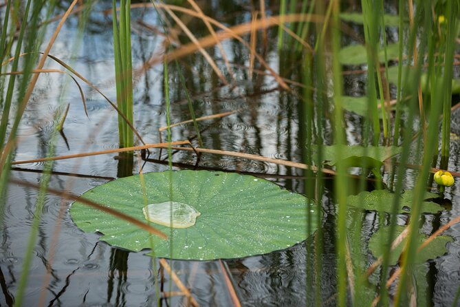 everglades-admission-ticket-with-airboat-ride-and-wildlife-show