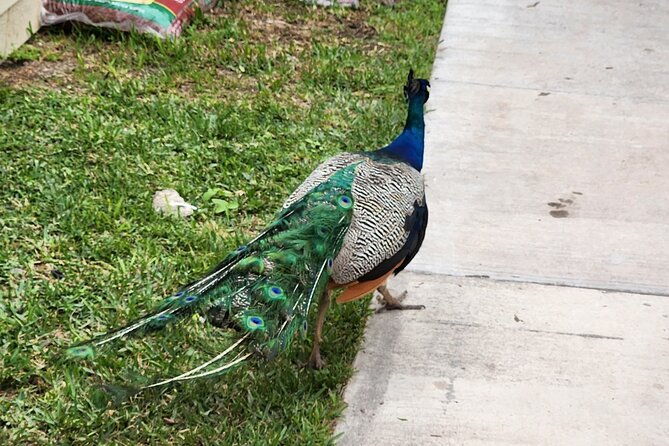 everglades-airboat-ride-and-bus-transfer-from-miami-beach