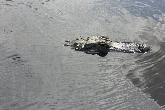 everglades-airboat-tour-from-fort-lauderdale-with-transportation