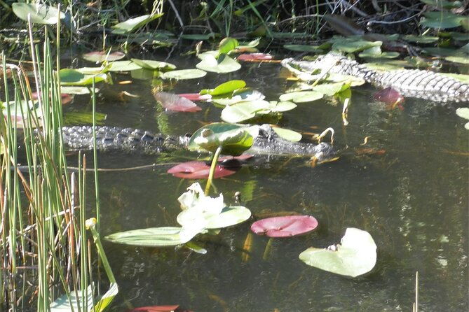 everglades-airboat-tour-from-fort-lauderdale-with-transportation
