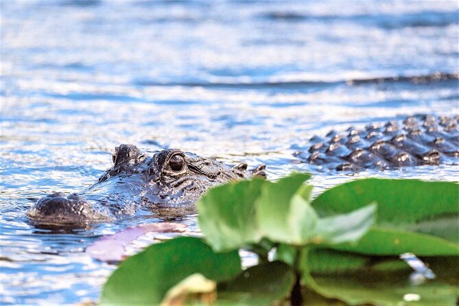 everglades-airboat-tour-in-fort-lauderdale