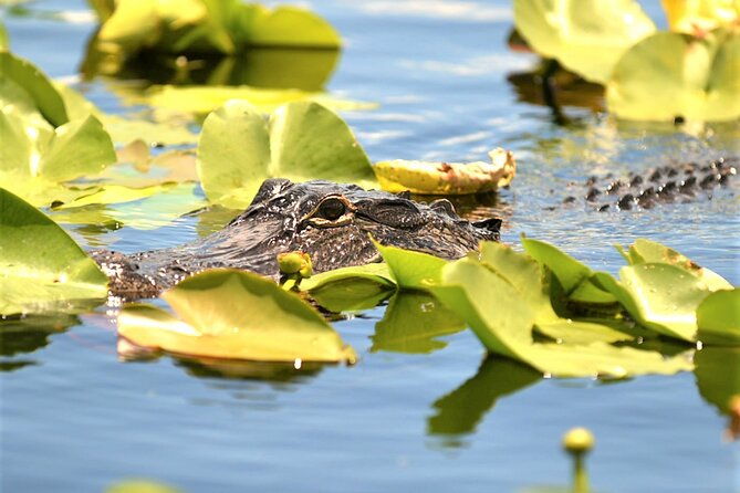 everglades-airboat-tour-in-fort-lauderdale