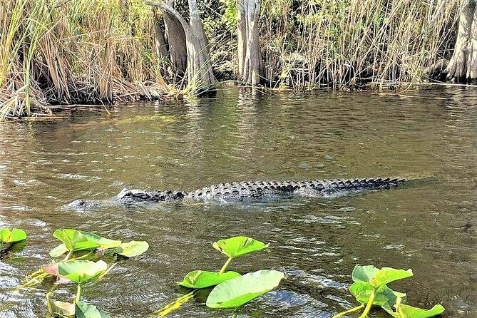 everglades-airboat-tour-in-fort-lauderdale