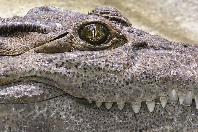 everglades-airboat-tour-with-roundtrip-transportation-from-miami