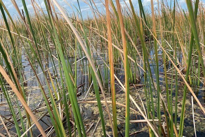 everglades-airboat-tour-with-roundtrip-transportation-from-miami