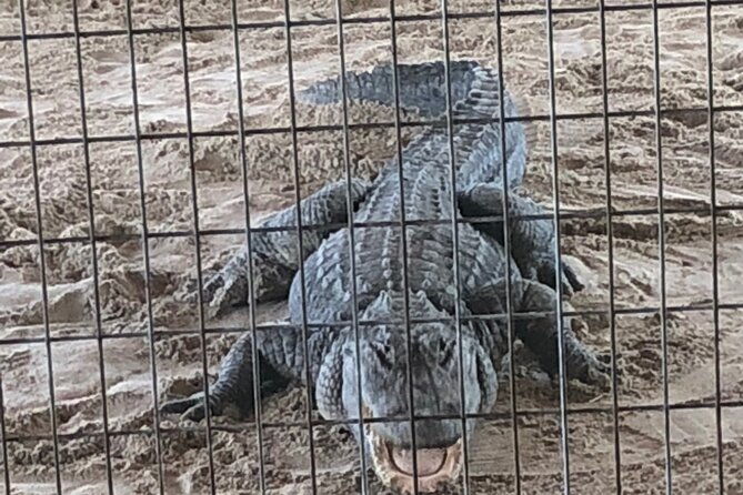 everglades-alligator-airboat-adventure-in-miami