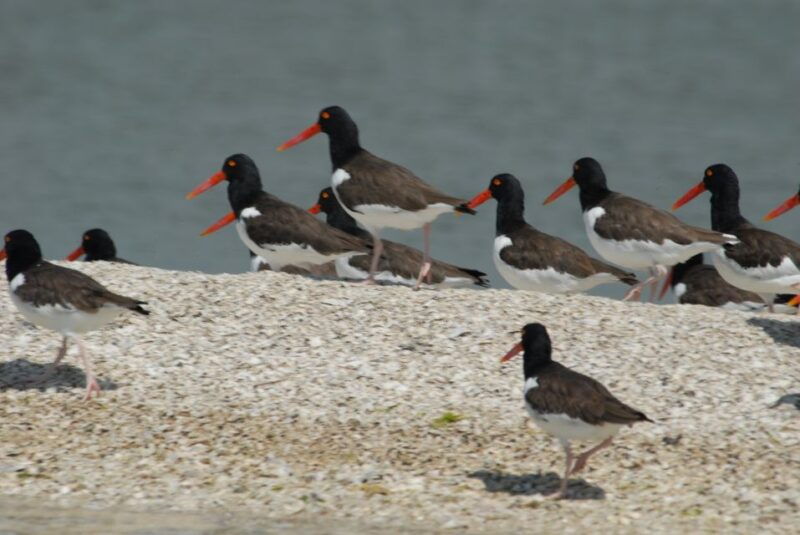 everglades-birding-wildlife-and-photography-expedition
