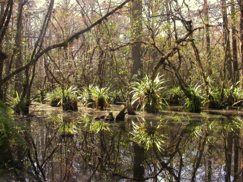 everglades-day-safari-from-fort-lauderdale