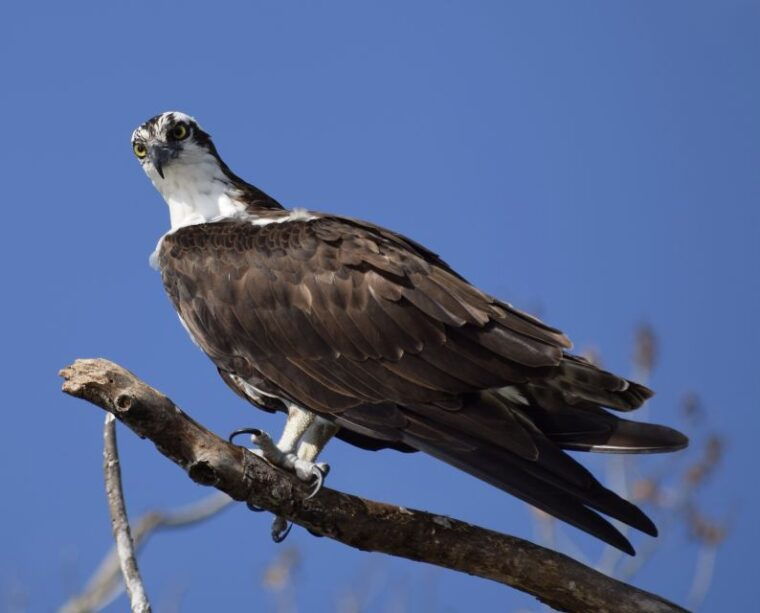 everglades-day-safari-from-fort-lauderdale