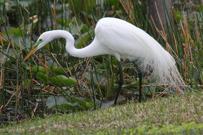 Everglades Day Safari from Fort Myers/Naples Area - Authentic Experiences from Guests  