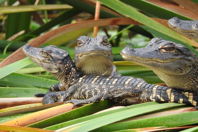 Everglades Day Safari from Fort Myers/Naples Area - Final Thoughts