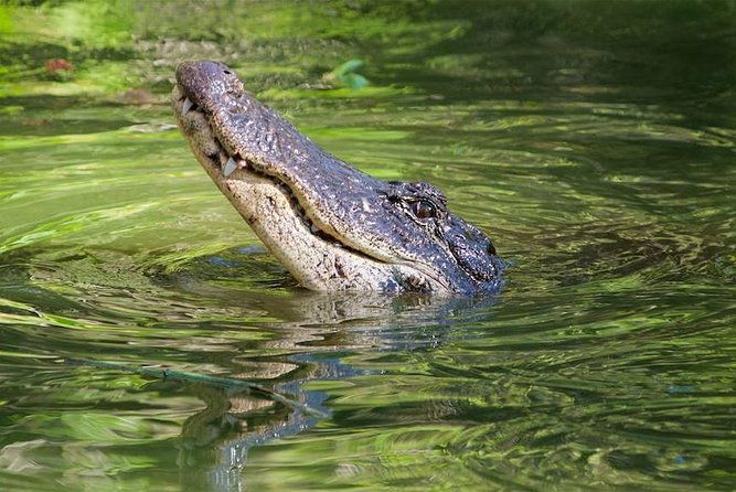 everglades-day-safari-from-ft-lauderdale