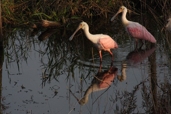 everglades-day-safari-from-miami