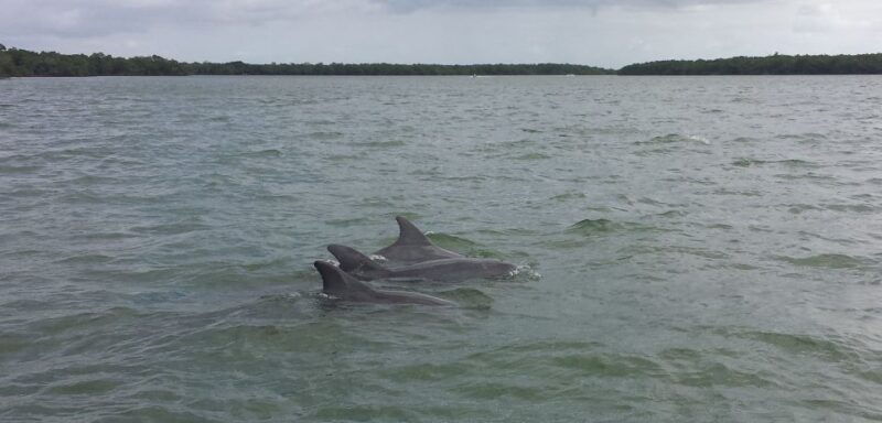 everglades-day-safari-from-sanibel-fort-myers-naples