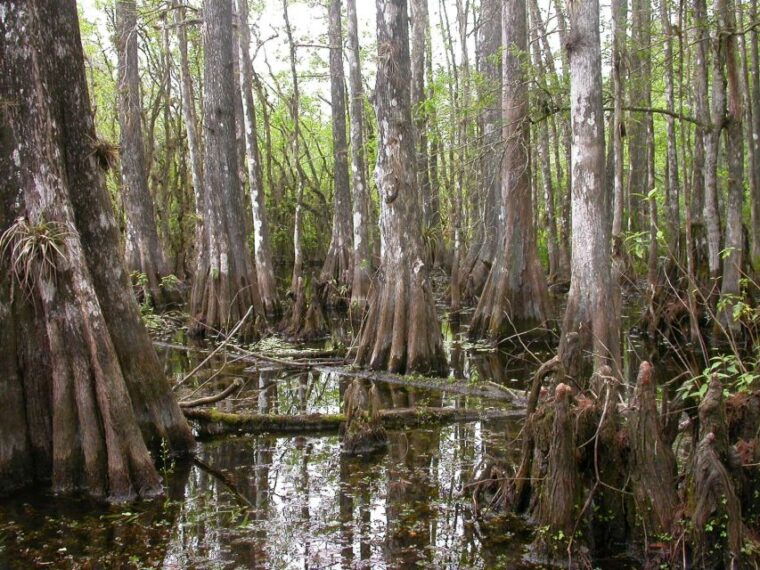 everglades-day-safari-from-sanibel-fort-myers-naples