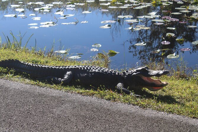 everglades-eco-airboat-tour-with-private-luxury-transportation
