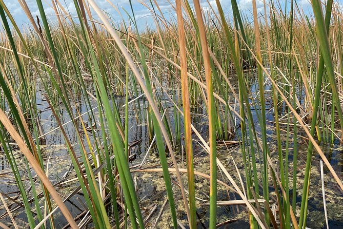 everglades-holiday-park-airboat-ride-with-roundtrip-transfer