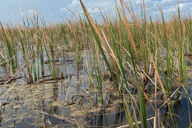 everglades-holiday-park-airboat-ride-with-roundtrip-transfer