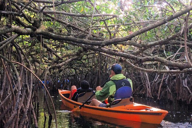 Everglades Kayak Safari Adventure Through Mangrove Tunnels - Discover the Everglades Kayak Safari Through Mangrove Tunnels