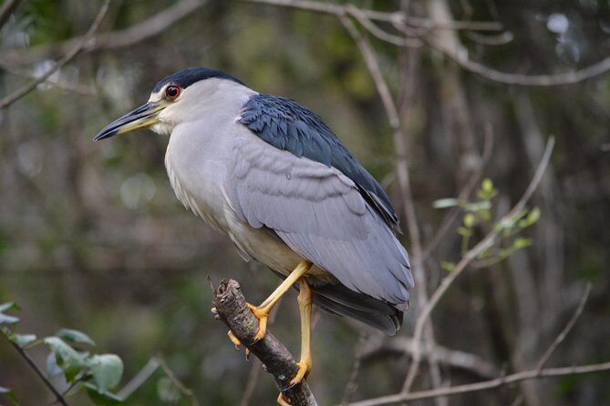 Everglades Kayak Safari Adventure Through Mangrove Tunnels - Wildlife and Plant Life