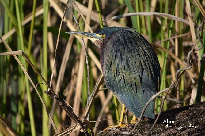 Everglades Kayak Safari Adventure Through Mangrove Tunnels - Pricing and Value