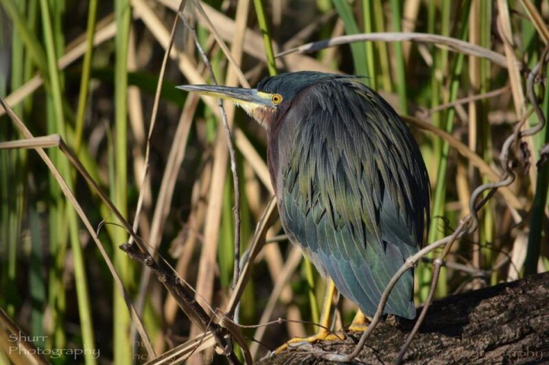 everglades-kayak-safari-adventure-through-mangrove-tunnels