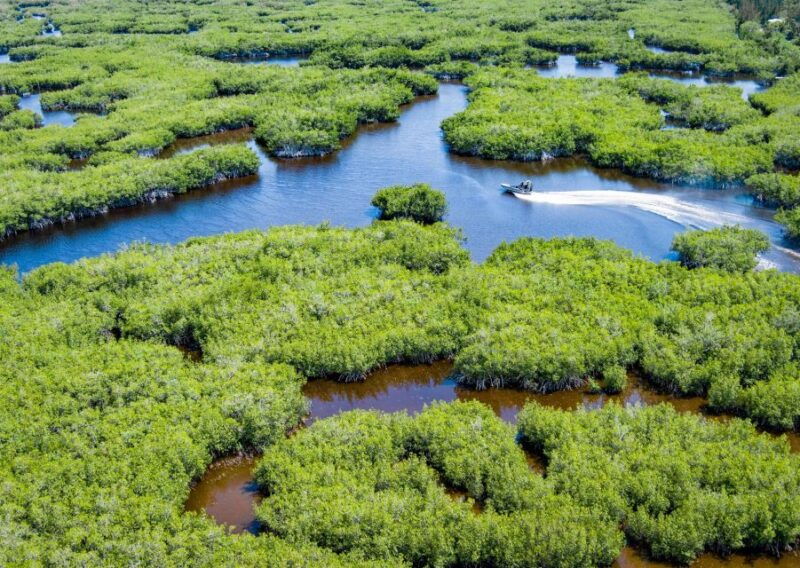 everglades-mangrove-grassland-airboat-tours-boardwalk