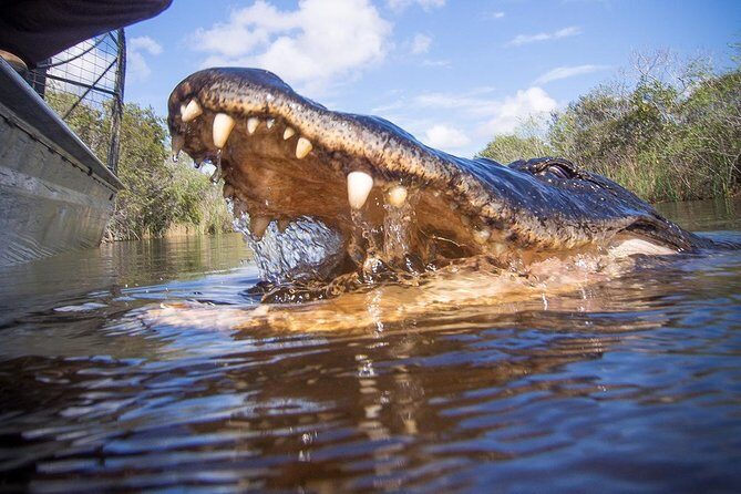 Everglades & Miami city tour with experienced guide in small group - Final Thoughts