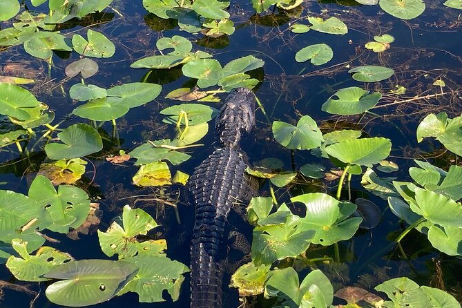 everglades-national-park-3-hikes-90-minute-boat-tour-lunch
