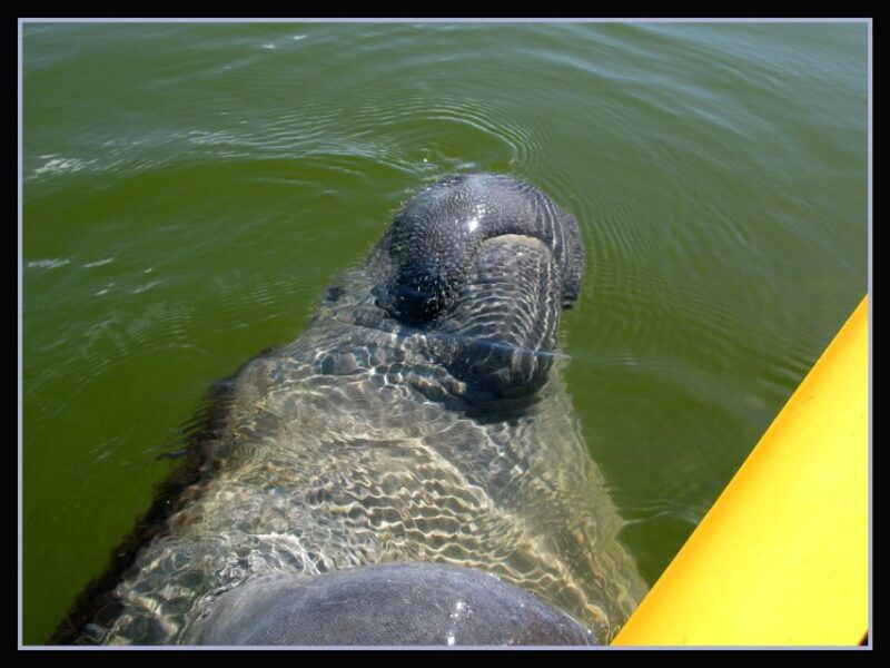 everglades-national-park-3-hour-kayak-eco-tour